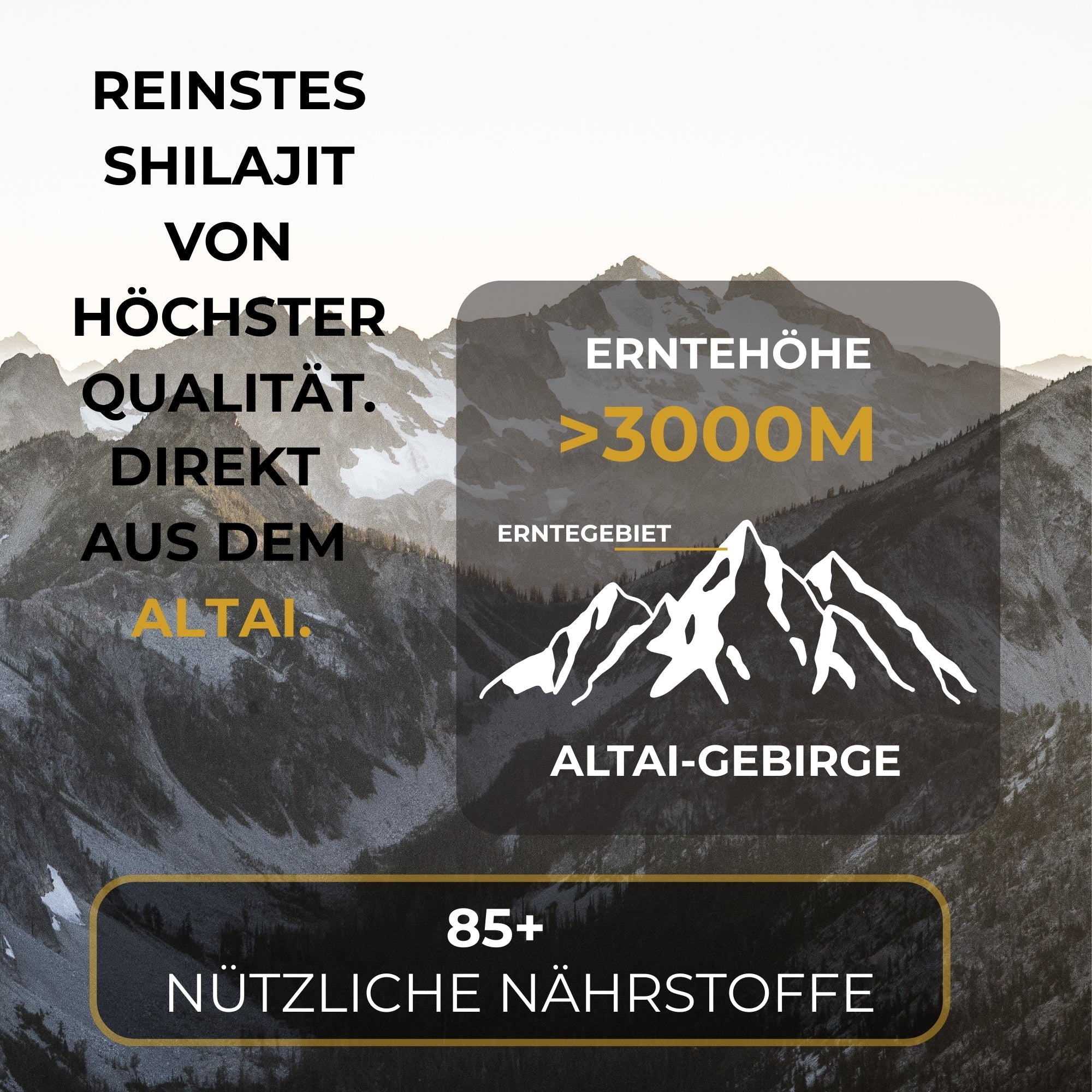 100% Originales Premium Shilajit aus dem Altai